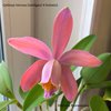 Cattleya Venosa (loddigesii X forbesii)